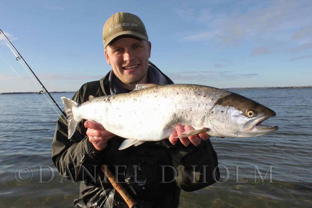 Apex flies - Kobberbassen