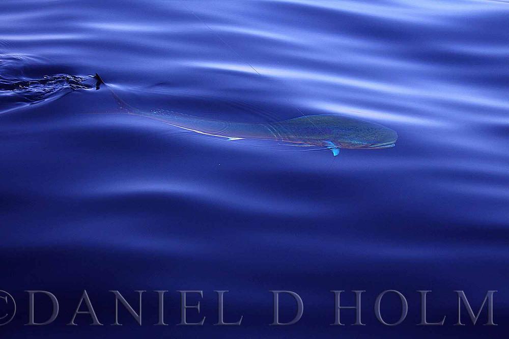 Steve Farrar Blend - Anchovy