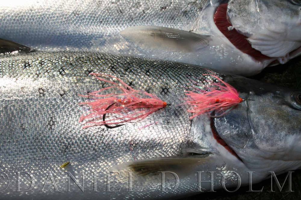 Minnow Body Mylar Tubing - Blacktone (M)