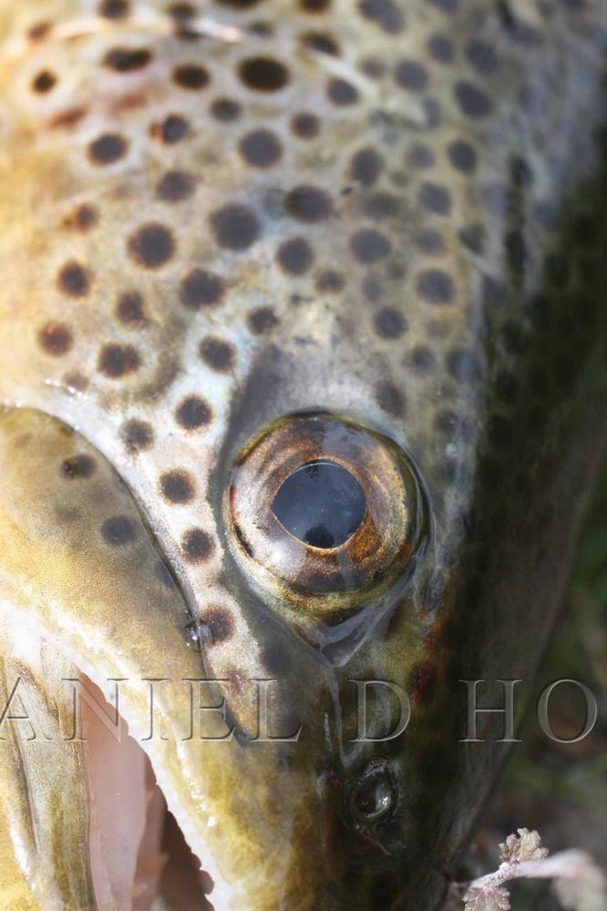 Tiemco 3761 BL