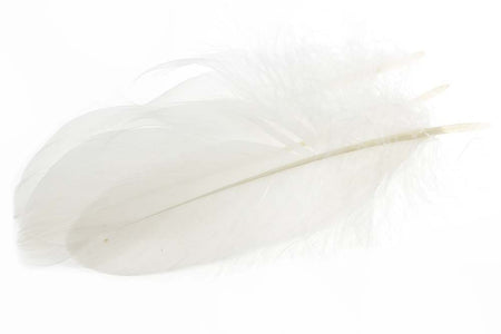 Du tilføjede <b><u>Schulterfeder der Gans - Weiß</u></b> til kurven.