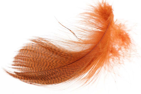 Du tilføjede <b><u>Stockente mit gebänderter Flanke – Orange</u></b> til kurven.