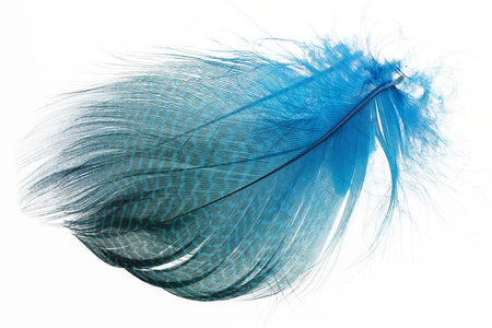Du tilføjede <b><u>Teal Flankenfedern - Eisvogelblau</u></b> til kurven.