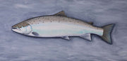 Thomas Weiergang – Doggerland-Lachs