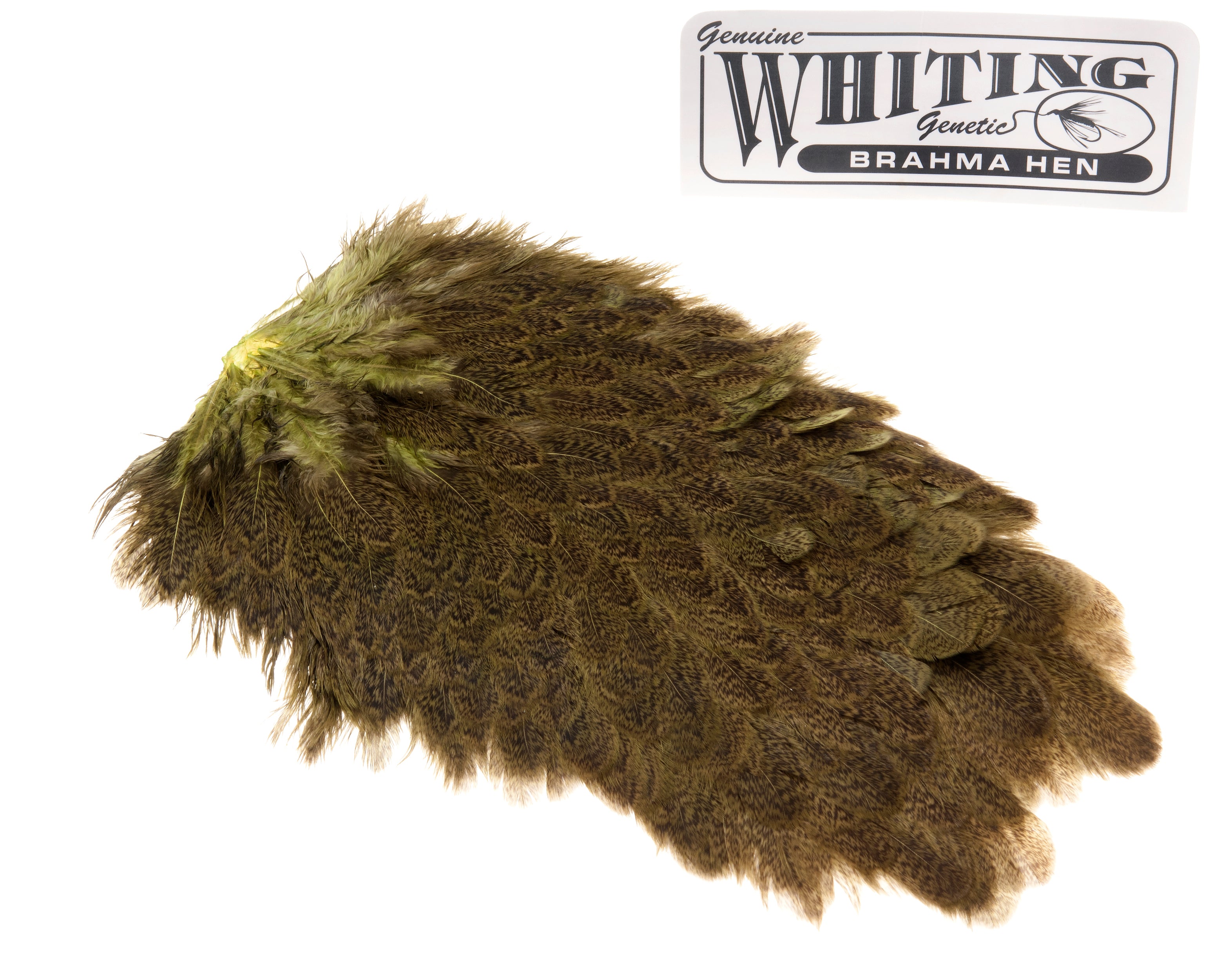 Whiting Brahma Saddle - Olive