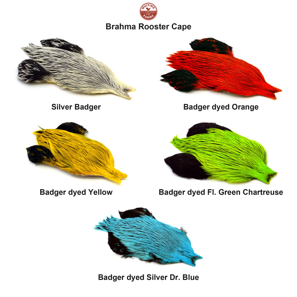 Farveoversigt – Whiting Brahma Rooster Cape