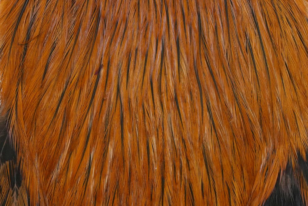 Whiting American Rooster Cape - Naturbraun