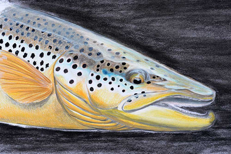 Du tilføjede <b><u>Thomas Weiergang Original 37x35 cm - Meerforelle 4</u></b> til kurven.