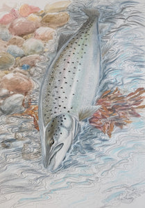 Du tilføjede <b><u>Thomas Weiergang Original A2 - Meerforelle 13 </u></b> til kurven.