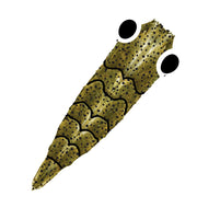 Pro GEN2 Shrimp shell - Brown Olive