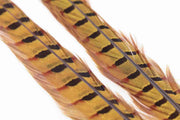 Ringneck Pheasant Tail 1 Pair - Golden Yellow