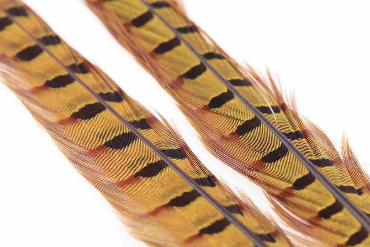 Ringneck Pheasant Tail 1 Pair - Golden Yellow