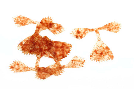Du tilføjede <b><u>Kiley's Fish Finz - Gefleckter Rost</u></b> til kurven.