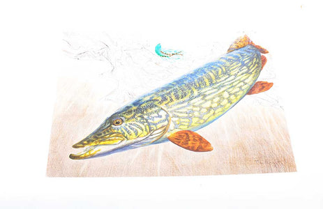 Du tilføjede <b><u>Thomas Weiergang DRUCK 40x29 cm - Pike</u></b> til kurven.