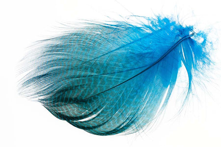 Du tilføjede <b><u>Schnatterente, gebänderte Flanke – Pfauenblau</u></b> til kurven.
