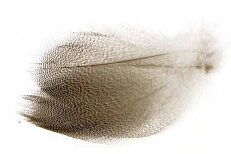 Du tilføjede <b><u>Schnatterente, gestreifte Flanke - Natur</u></b> til kurven.
