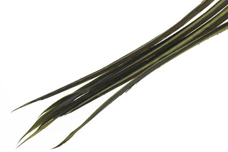 Du tilføjede <b><u>Truthahnbiots - Blauflügelige Olive</u></b> til kurven.