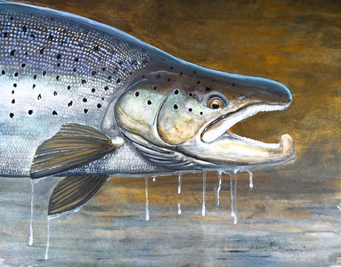 Du tilføjede <b><u>Thomas Weiergang Original 58 x 45 - Meerforellenbock </u></b> til kurven.